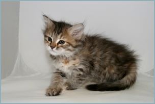 Female Siberian Kitten from Deedlebug Siberians